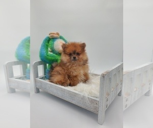 Pomeranian Puppy for sale in GOSHEN, IN, USA