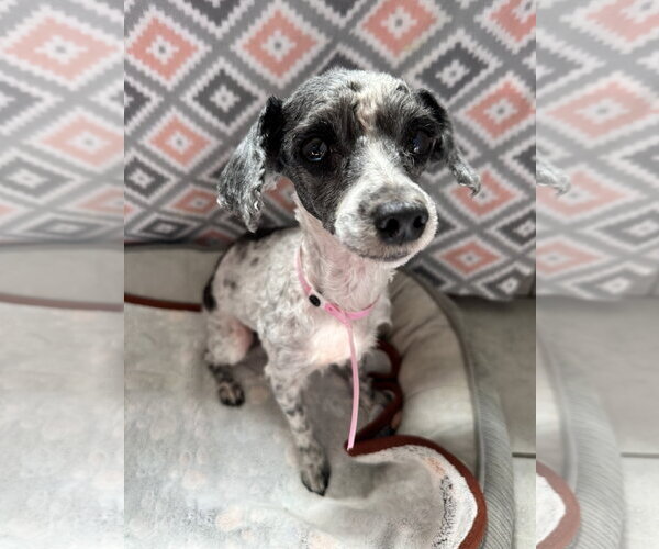 Medium Photo #6 Poodle (Miniature) Puppy For Sale in Pacolet, SC, USA