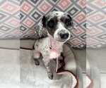 Small #5 Poodle (Miniature)