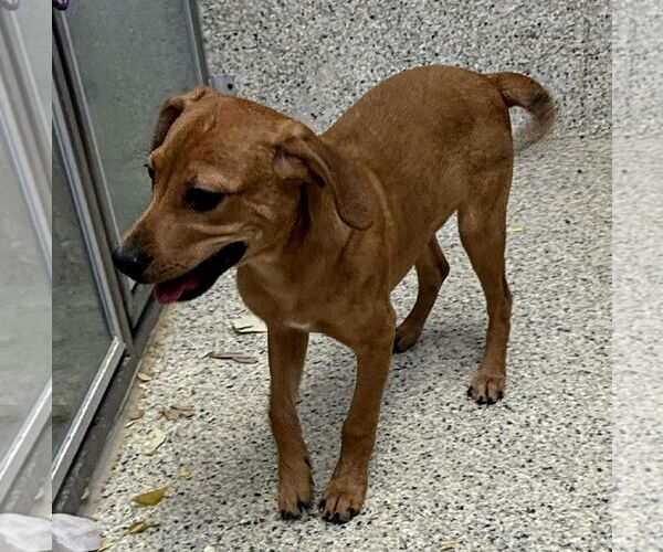 Medium Photo #2 Unknown-Vizsla Mix Puppy For Sale in Mechanicsburg, PA, USA