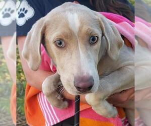 Mutt Dogs for adoption in San Antonio, TX, USA