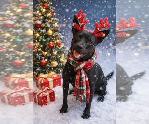 American Staffordshire Terrier-Basenji Mix Dogs for adoption in Phoenix, AZ, USA