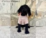 Small Photo #1 Labradoodle Puppy For Sale in OCALA, FL, USA