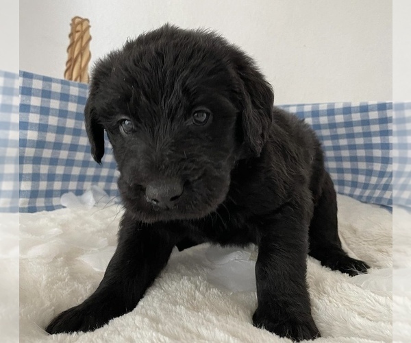 Medium Photo #2 Labradoodle Puppy For Sale in NORTH HIGHLANDS, CA, USA