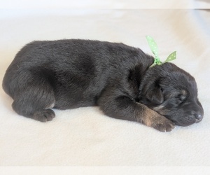 German Shepherd Dog Puppy for sale in OAK GROVE, OR, USA