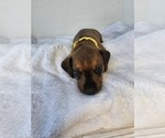 Puppy Puppy 1 Dachshund