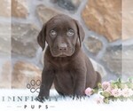 Small #3 Labrador Retriever