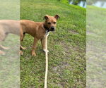 Small #1 Bulldog Mix