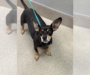 Chihuahua-Unknown Mix Dogs for adoption in Las Vegas, NV, USA