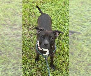 American Staffordshire Terrier Dogs for adoption in Fort Lauderdale, FL, USA