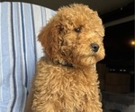 Small Photo #1 Goldendoodle (Miniature) Puppy For Sale in SAN FERNANDO, CA, USA