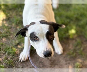 American Pit Bull Terrier-Unknown Mix Dogs for adoption in Tulsa, OK, USA