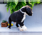 Small #1 Great Dane