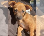 Small #1 Chihuahua Mix