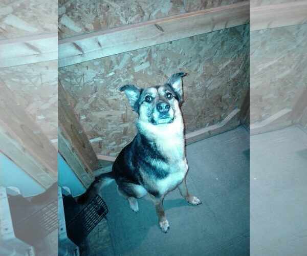 Medium Photo #4 German Shepherd Dog-Unknown Mix Puppy For Sale in Spring Lake, NC, USA