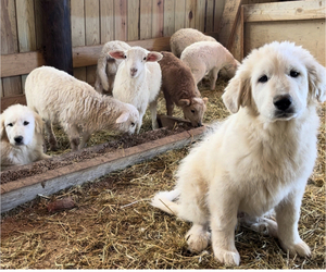 Great Pyrenees Puppy for Sale in WYTHEVILLE, Virginia USA