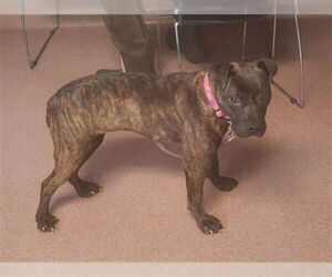 American Staffordshire Terrier-Unknown Mix Dogs for adoption in Tallahassee, FL, USA