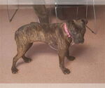 Small American Staffordshire Terrier Mix