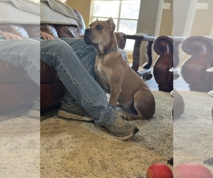 Cane Corso Puppy for sale in MILANO, TX, USA