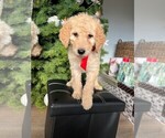 Small Photo #2 Goldendoodle Puppy For Sale in PORTLAND, OR, USA