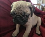 Puppy Puppy 4 Pug