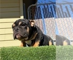 Small #1 English Bulldog