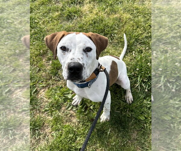 Medium Photo #7 Mutt Puppy For Sale in Evansville, IN, USA