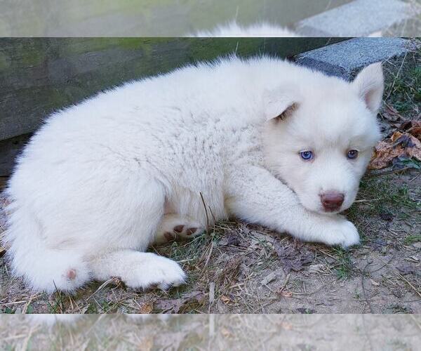 Medium Photo #6 Siberian Husky Puppy For Sale in DINWIDDIE, VA, USA