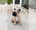 Small Photo #17 French Bulldog Puppy For Sale in FORDS, NJ, USA