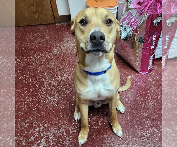 Medium Photo #4 Mutt Puppy For Sale in Fargo, ND, USA