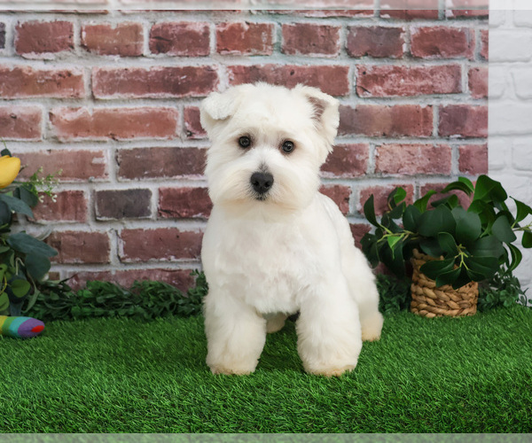 Medium Photo #14 West Highland White Terrier Puppy For Sale in SYRACUSE, IN, USA
