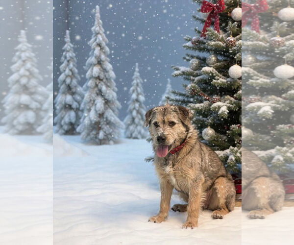 Medium Photo #1 Chow Chow-German Shepherd Dog Mix Puppy For Sale in Rustburg, VA, USA