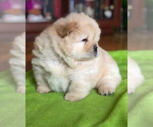 Chow Chow Puppy for sale in KISSIMMEE, FL, USA