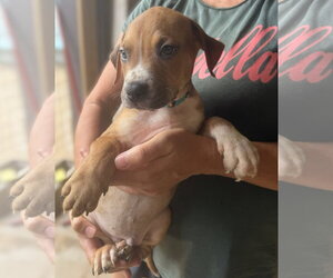 Beckham - Male Mutt Dog for Adoption - Photo #4