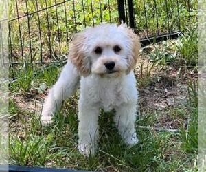 Cockapoo Puppy for Sale in CHRISTIANSBURG, Virginia USA