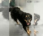 Small Australian Shepherd