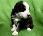 Small Photo #7 Miniature Australian Shepherd Puppy For Sale in CRESTLINE, CA, USA