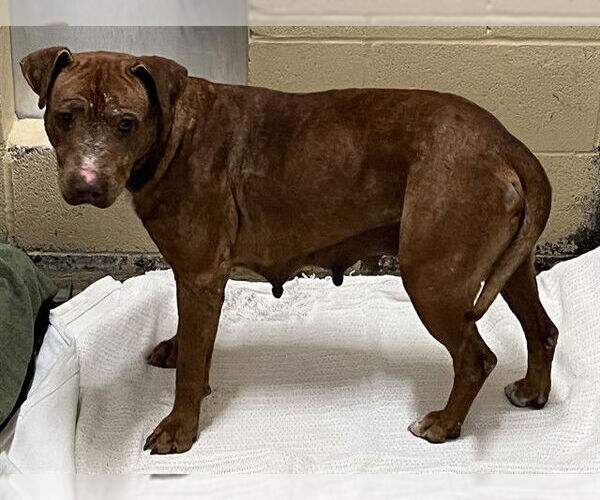 Medium Photo #1 American Pit Bull Terrier-Unknown Mix Puppy For Sale in Waco, TX, USA