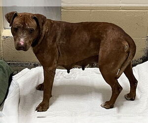 American Pit Bull Terrier-Unknown Mix Dogs for adoption in Waco, TX, USA