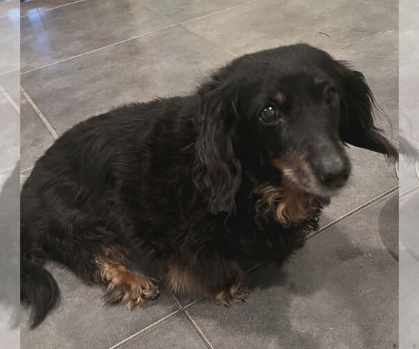 Medium Photo #3 Dachshund Puppy For Sale in Fruitland, SC, USA