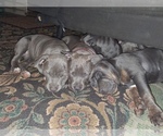 Small #6 American Pit Bull Terrier
