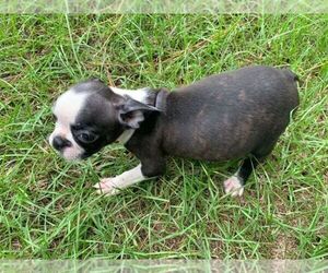 Boston Terrier Puppy for sale in PINK HILL, NC, USA