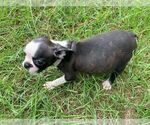 Image preview for Ad Listing. Nickname: Brody