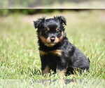 Small #3 Miniature American Shepherd