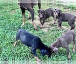 Small #7 Doberman Pinscher