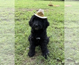 Golden Mountain Doodle Puppy for sale in TULSA, OK, USA