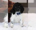 Small Photo #1 Cockapoo Puppy For Sale in COCOA, FL, USA