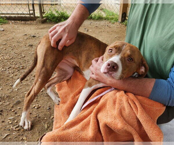 Medium Photo #13 Mutt Puppy For Sale in Philadelphia, PA, USA