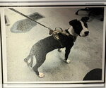 WILE E. COYOTE - Male Border Collie-Unknown Mix Dog for Adoption - Small photo