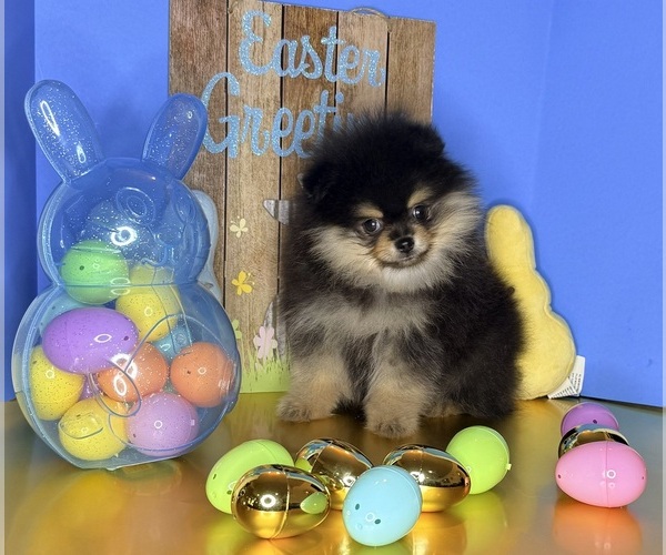 Medium Photo #4 Pomeranian Puppy For Sale in BEVERLY HILLS, CA, USA